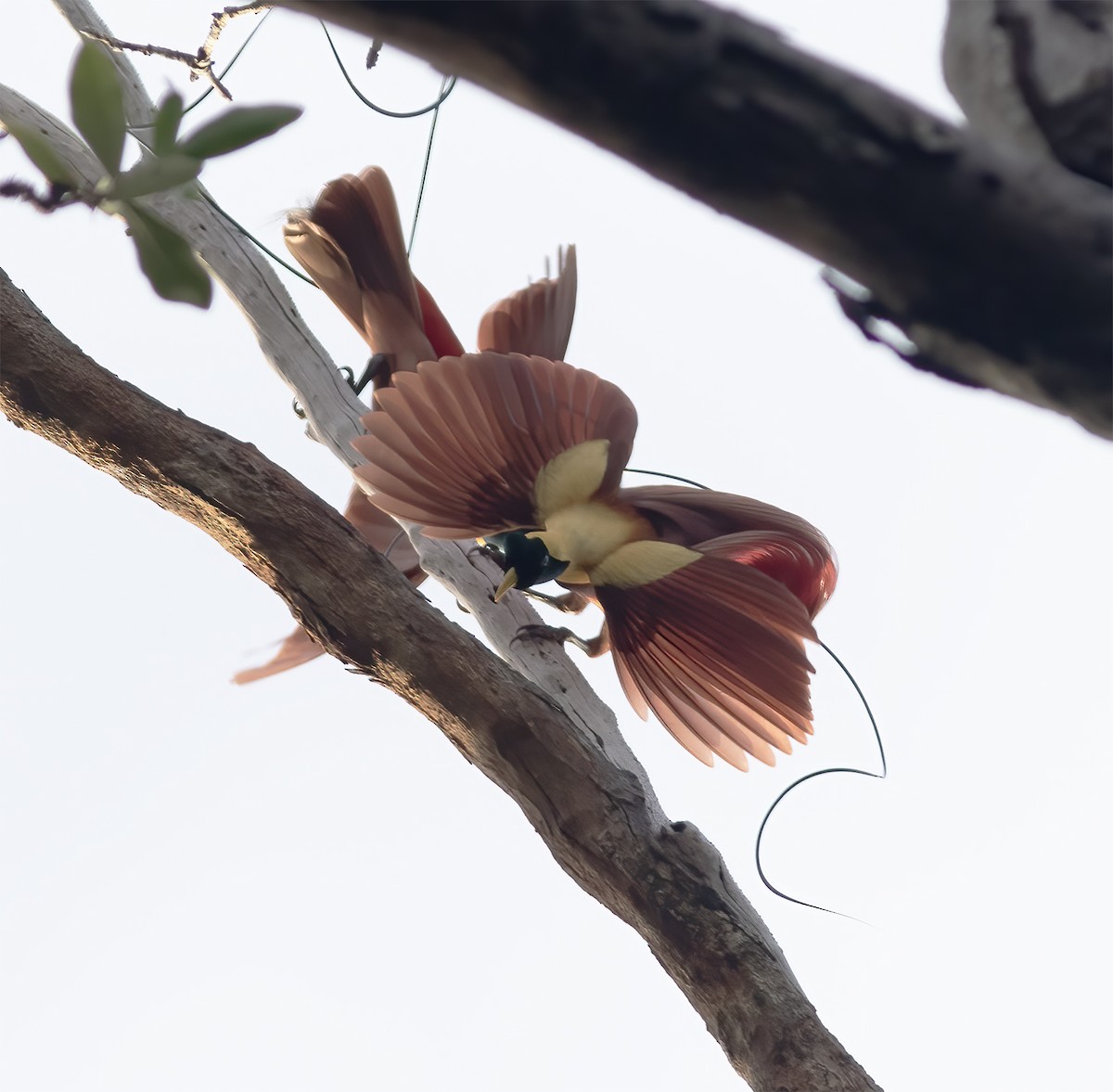 Red Bird-of-Paradise - ML617183799