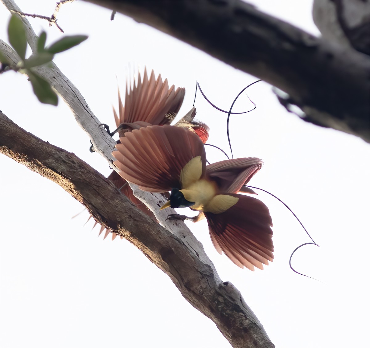 Red Bird-of-Paradise - ML617183803