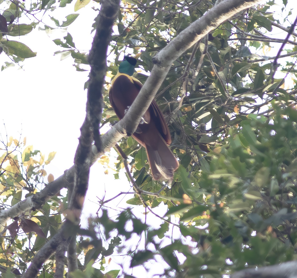 Red Bird-of-Paradise - ML617183806