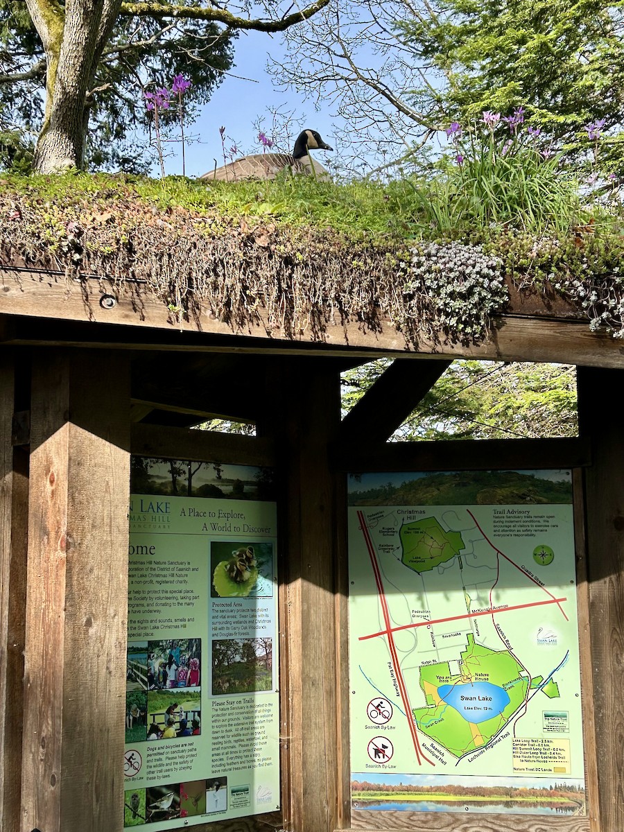 Canada Goose - ML617183828