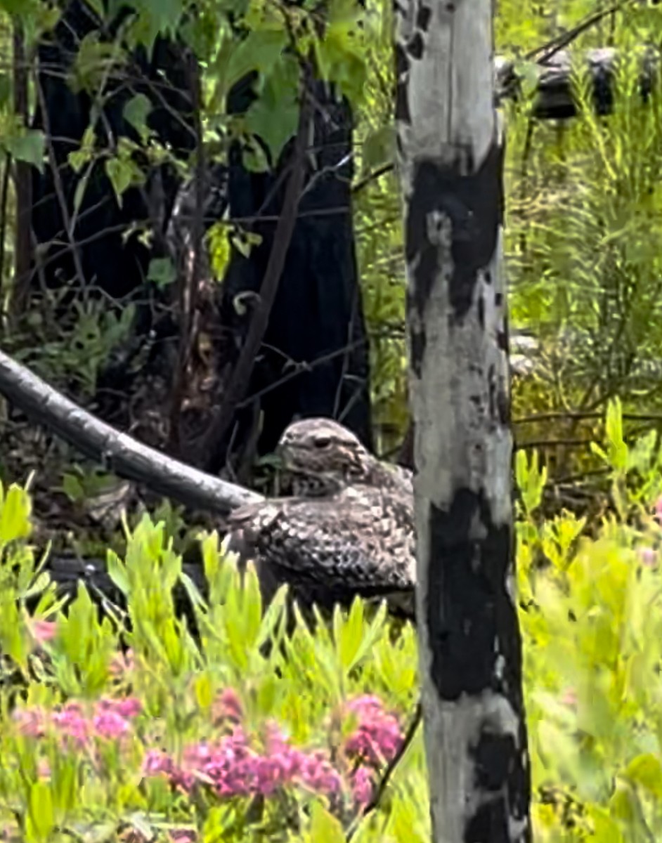 Common Nighthawk - ML617183830