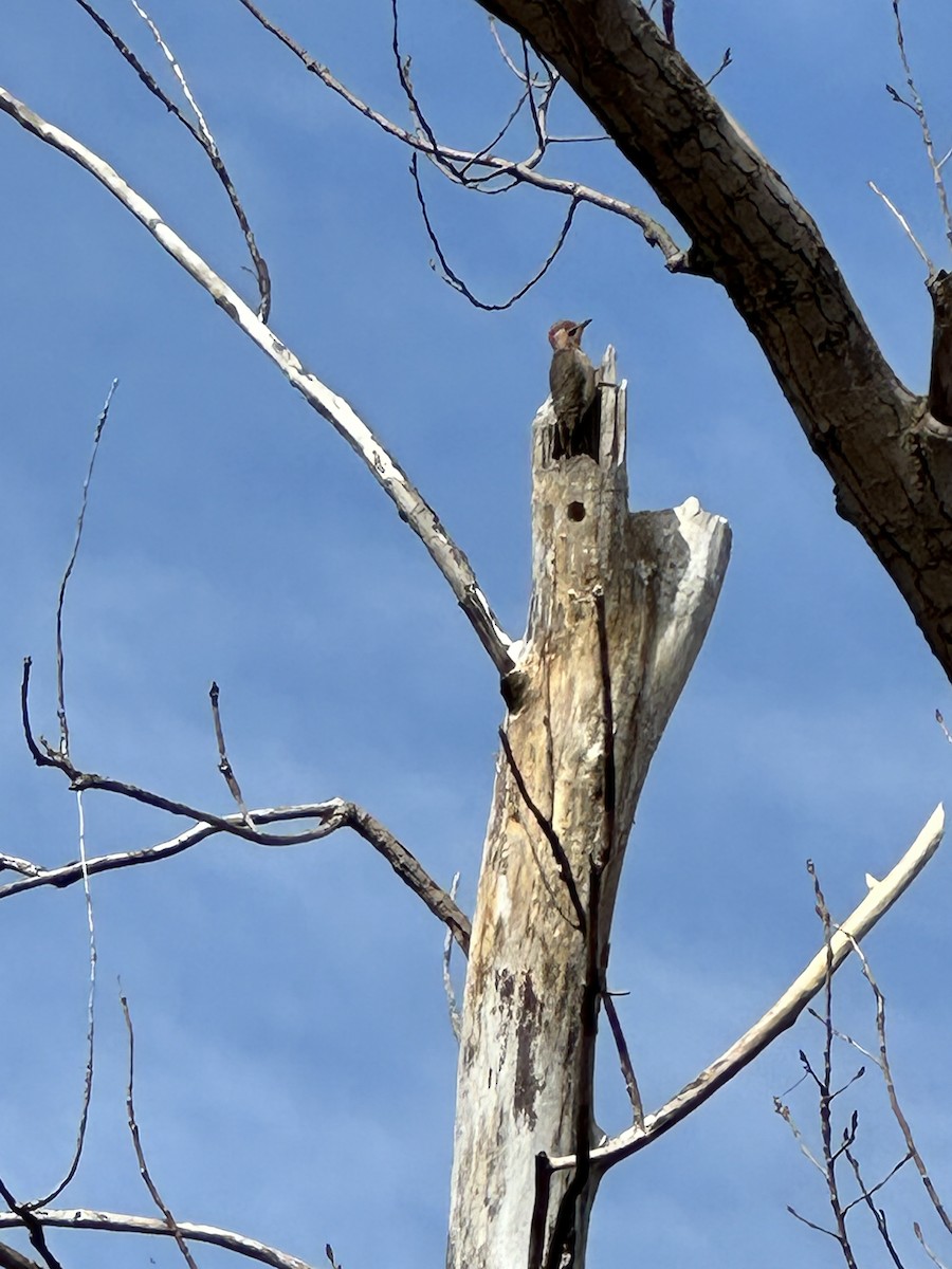 Northern Flicker - Helen Desjardins