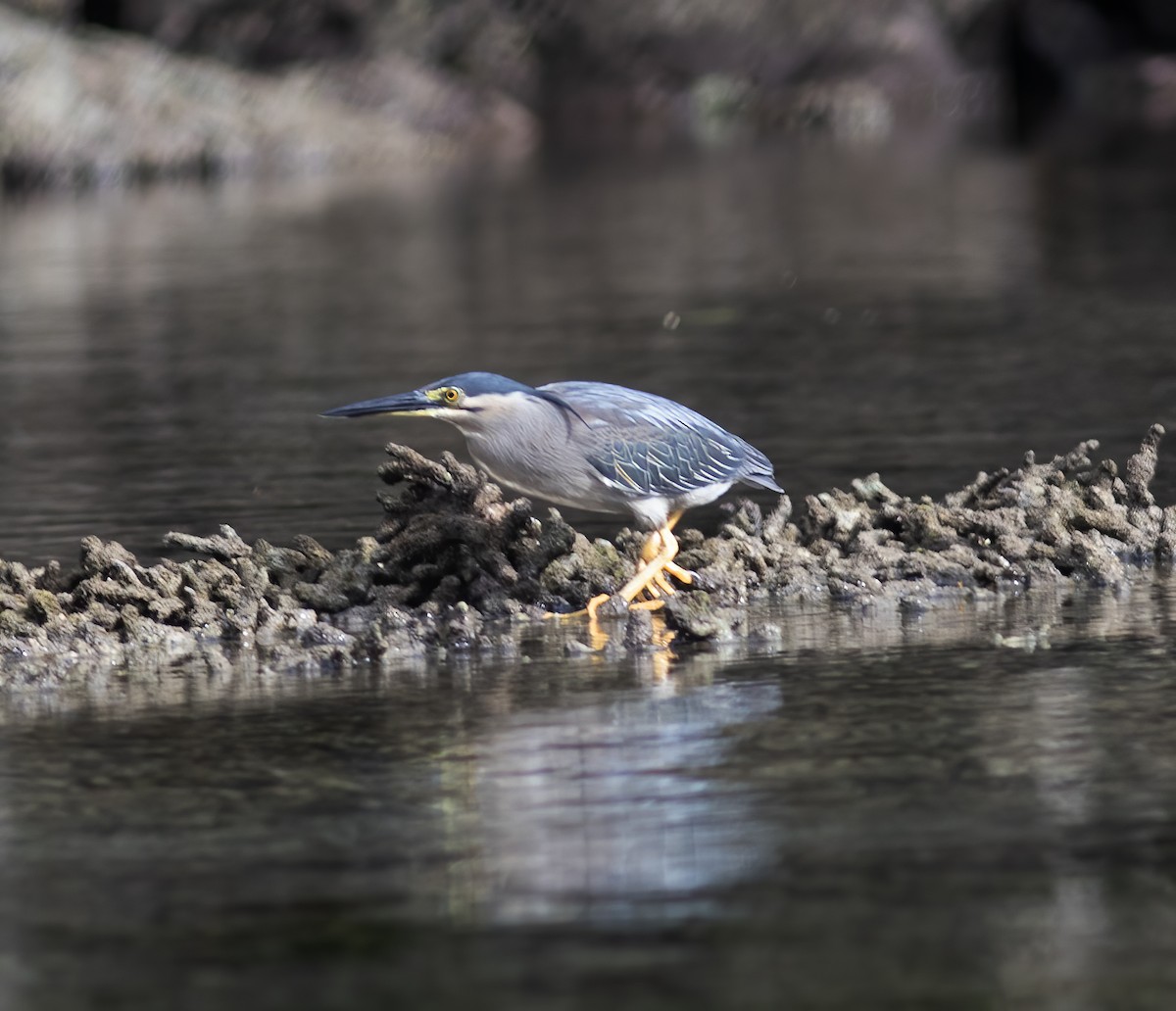 Striated Heron - ML617183916