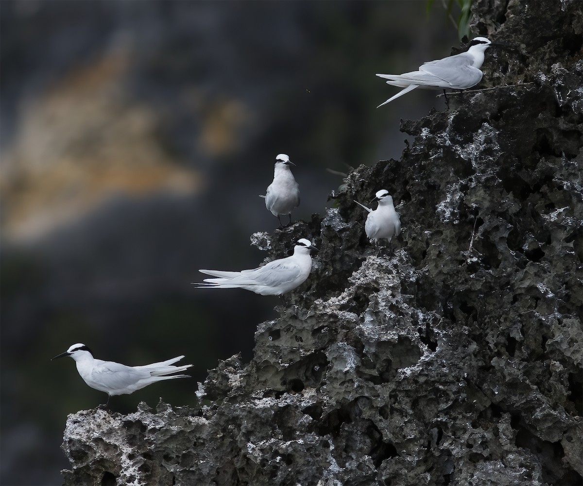 Black-naped Tern - ML617183942