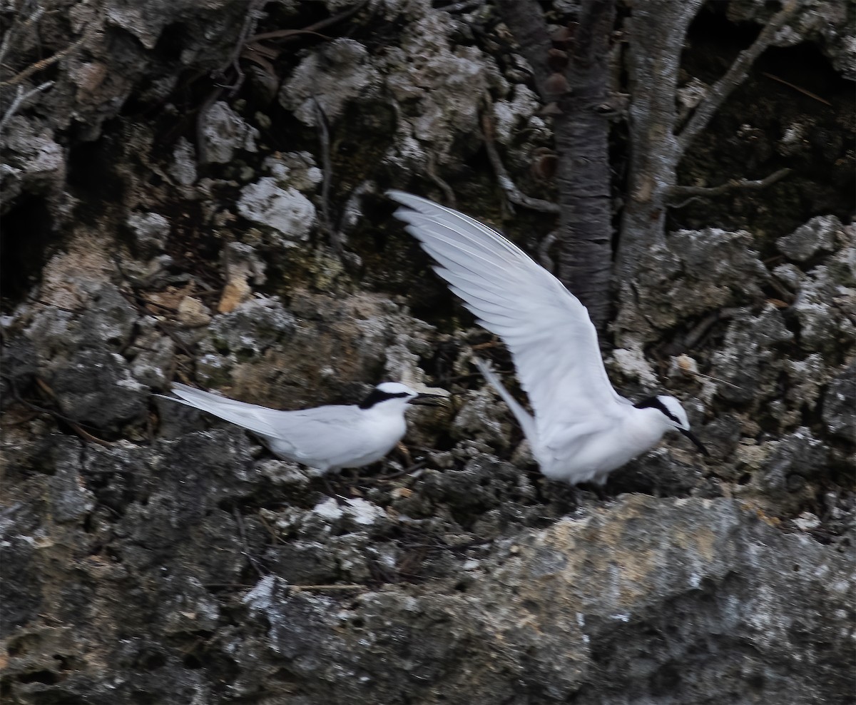 Black-naped Tern - ML617183947