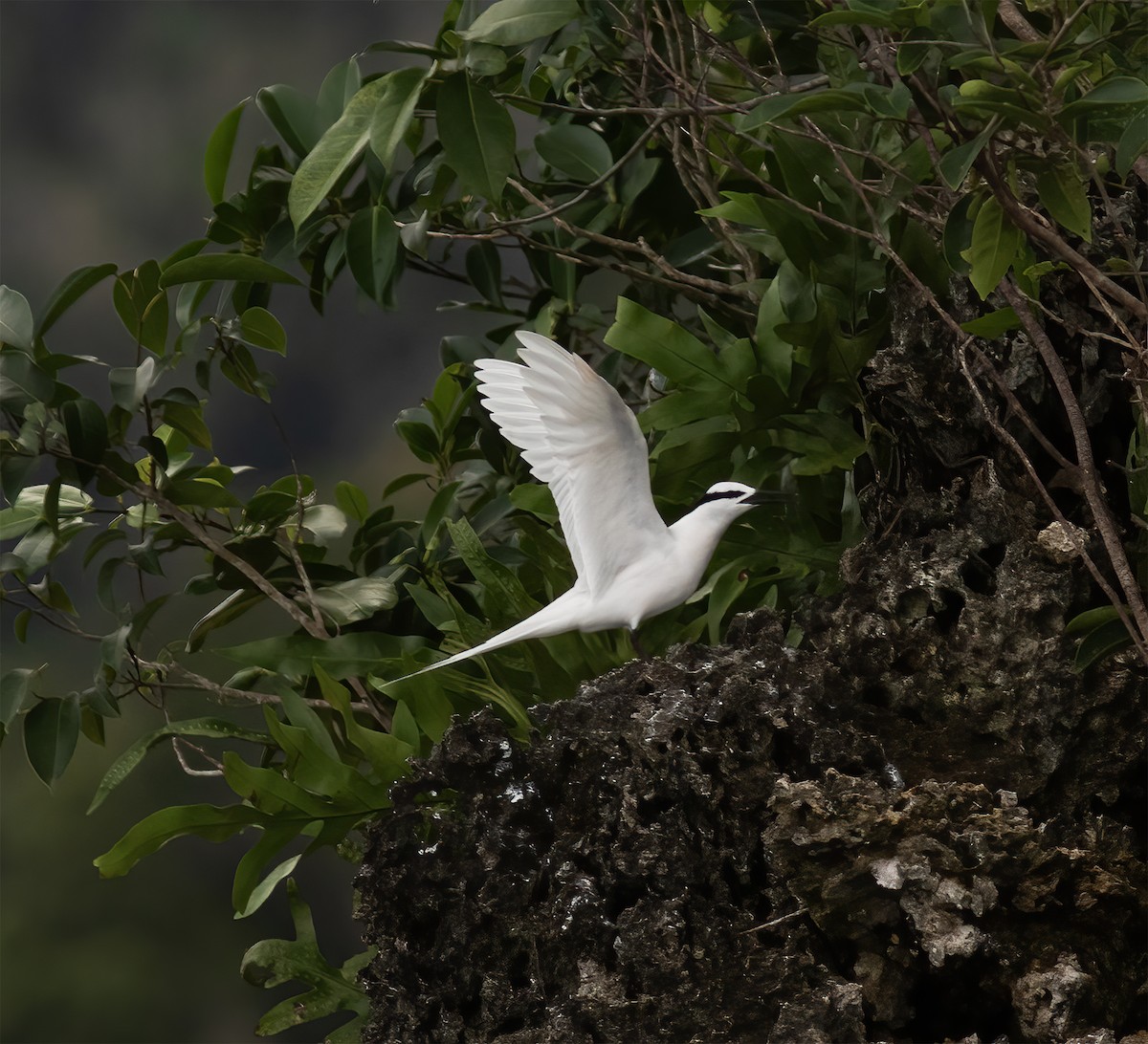 Black-naped Tern - ML617183951