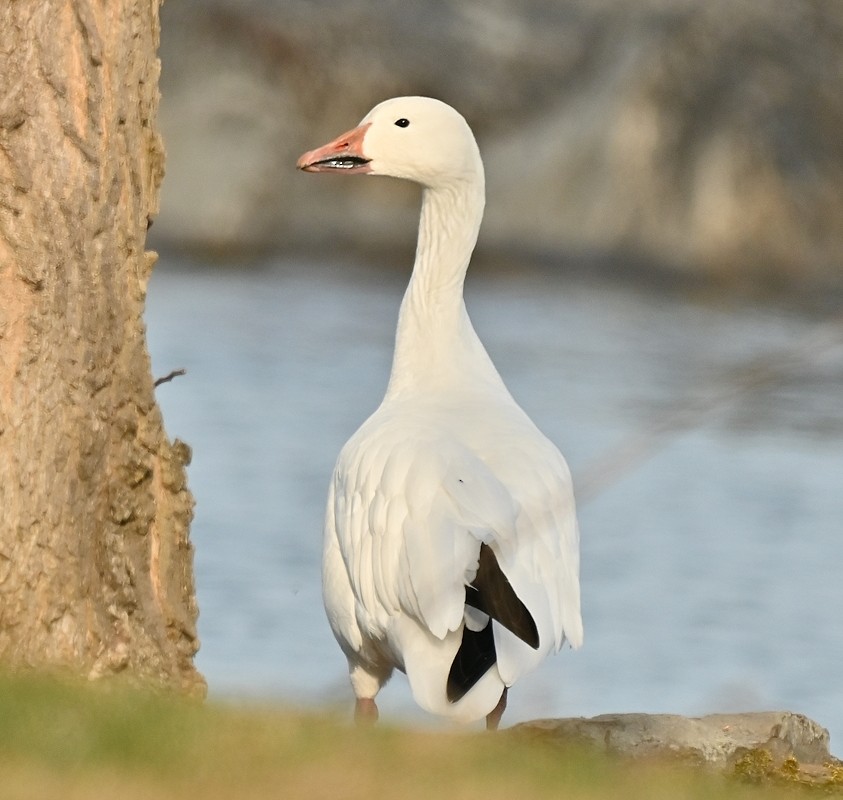 Snow Goose - ML617184043