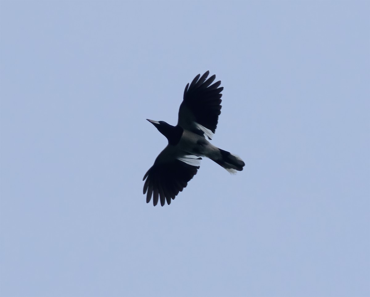 Hooded Butcherbird - ML617184051