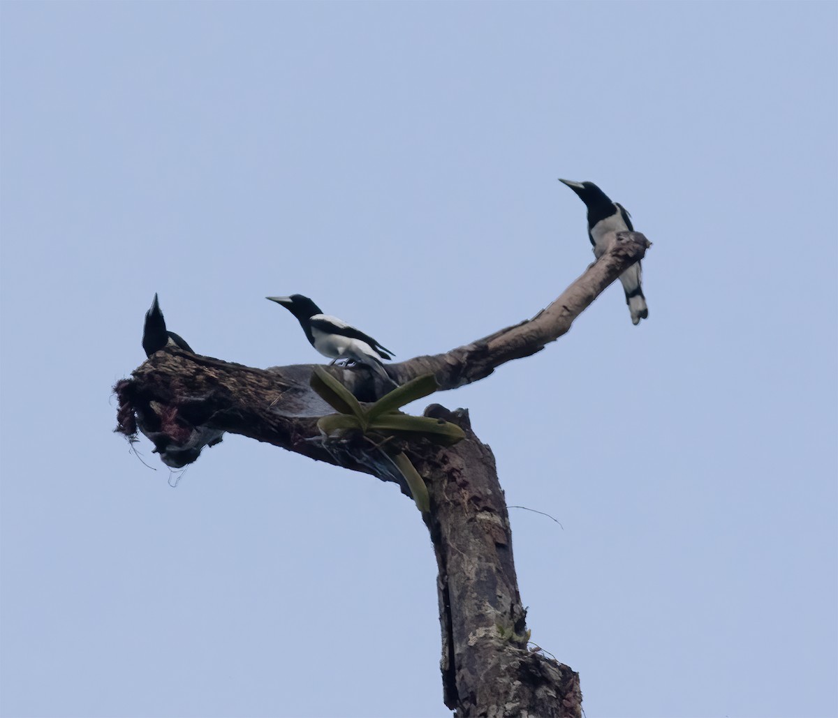 Папуанская флейтовая птица - ML617184052