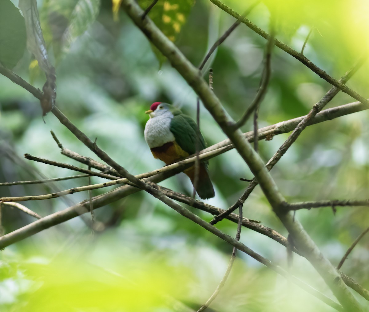 Beautiful Fruit-Dove - ML617184063