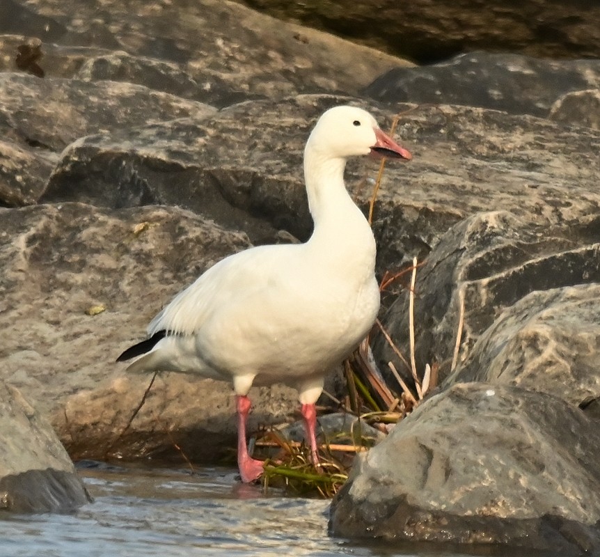 Snow Goose - ML617184068