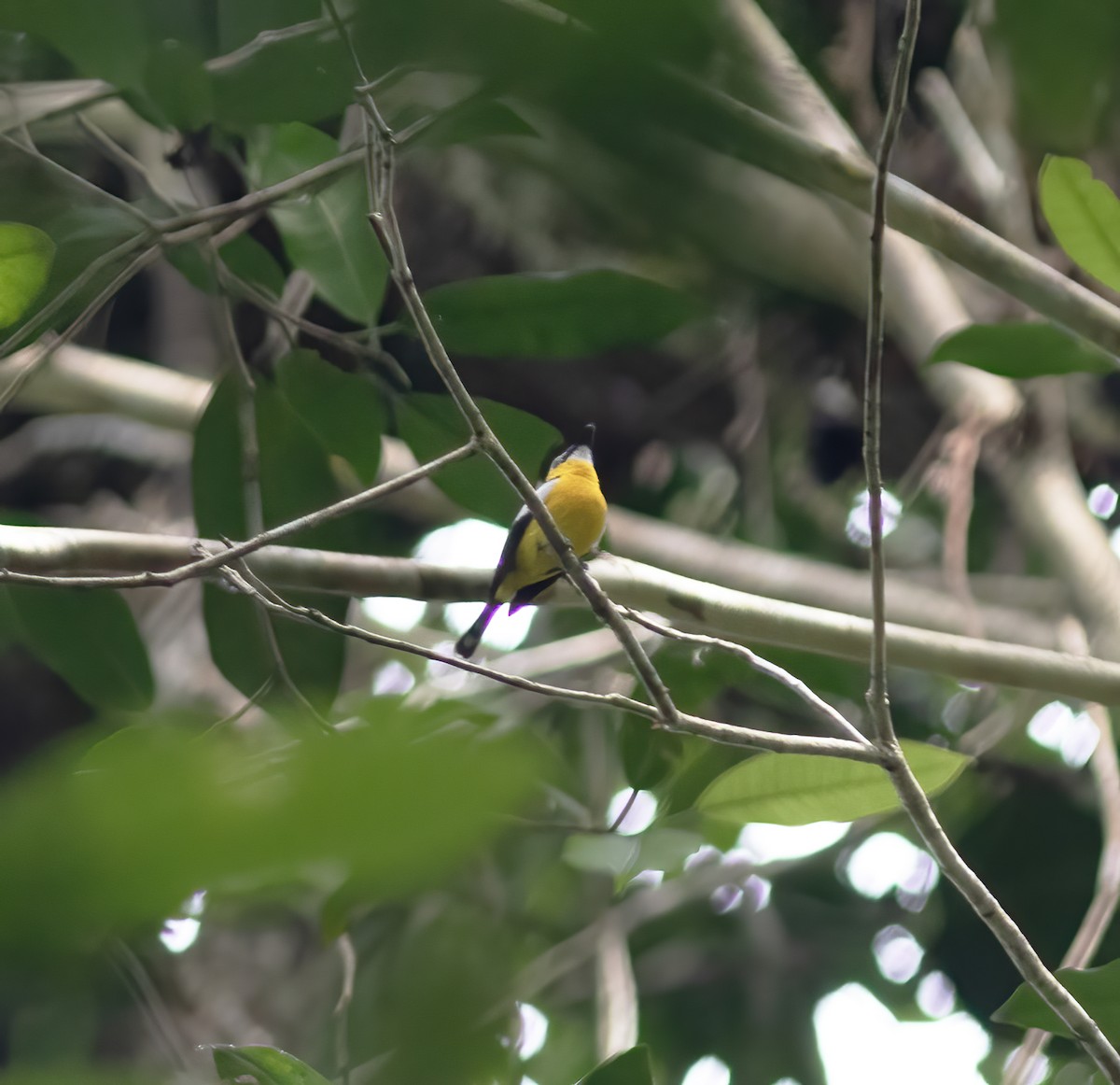 Yellow-breasted Boatbill - ML617184076