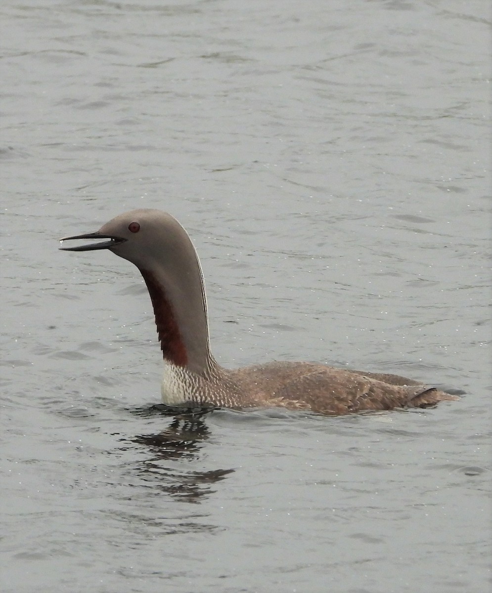 Red-throated Loon - ML617184080
