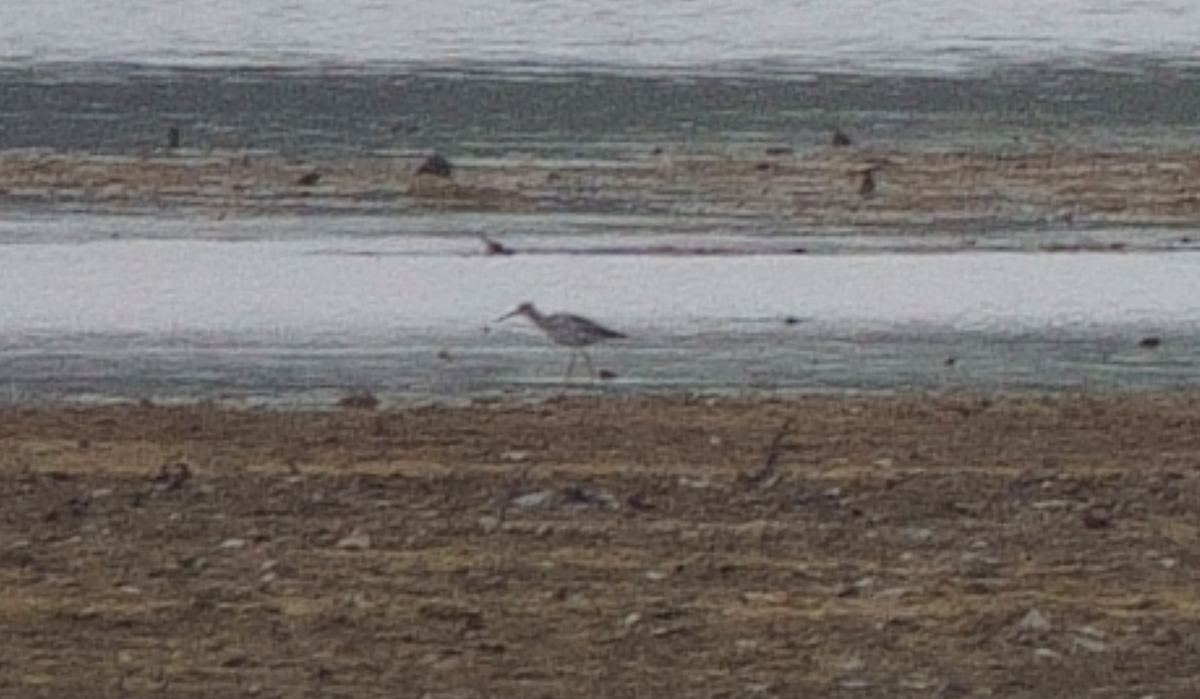 Willet - ML617184082