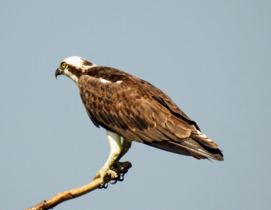 Balbuzard pêcheur - ML61718411