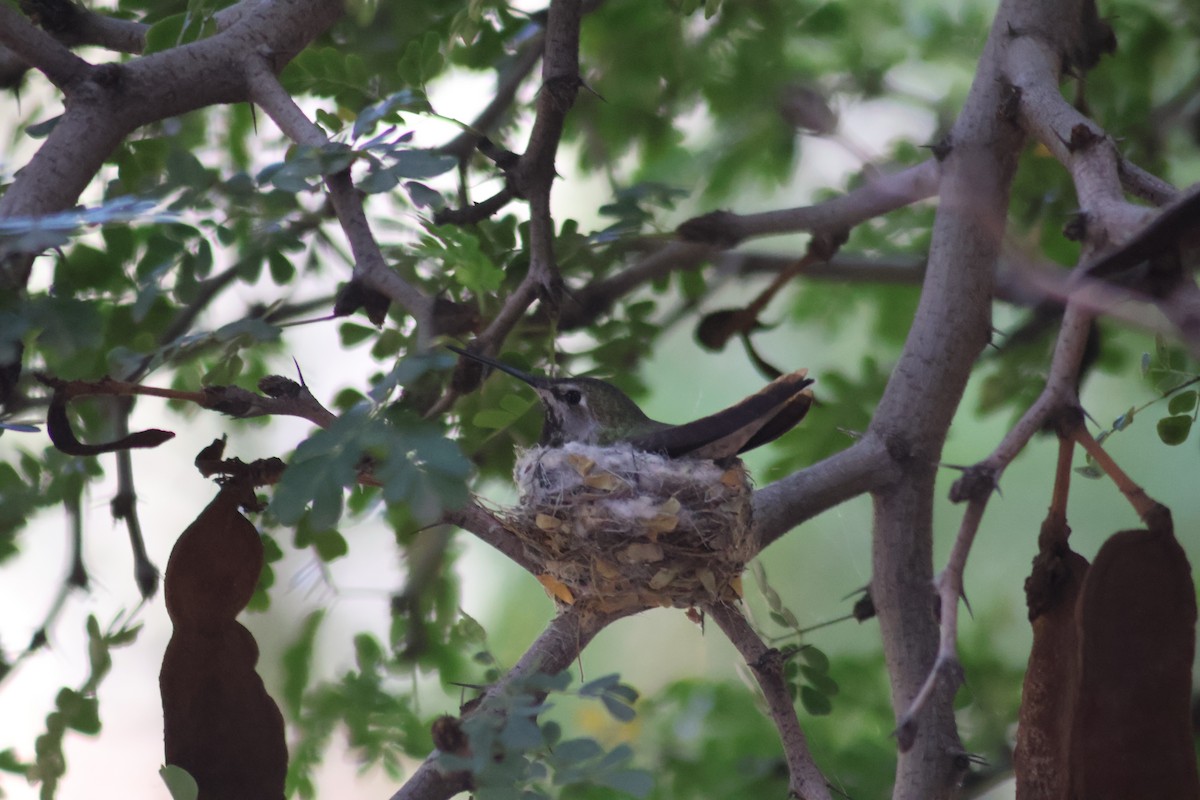 Anna's Hummingbird - ML617184209