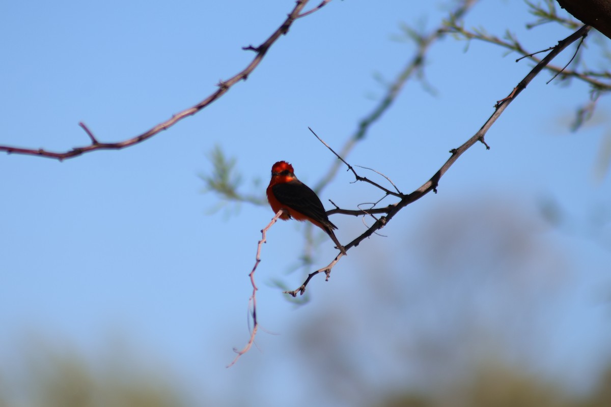 Vermilion Flycatcher - ML617184214