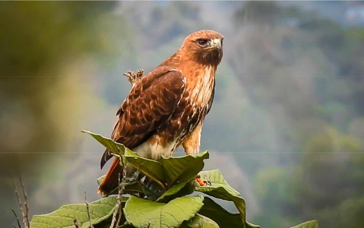 Red-tailed Hawk - Julio Araujo