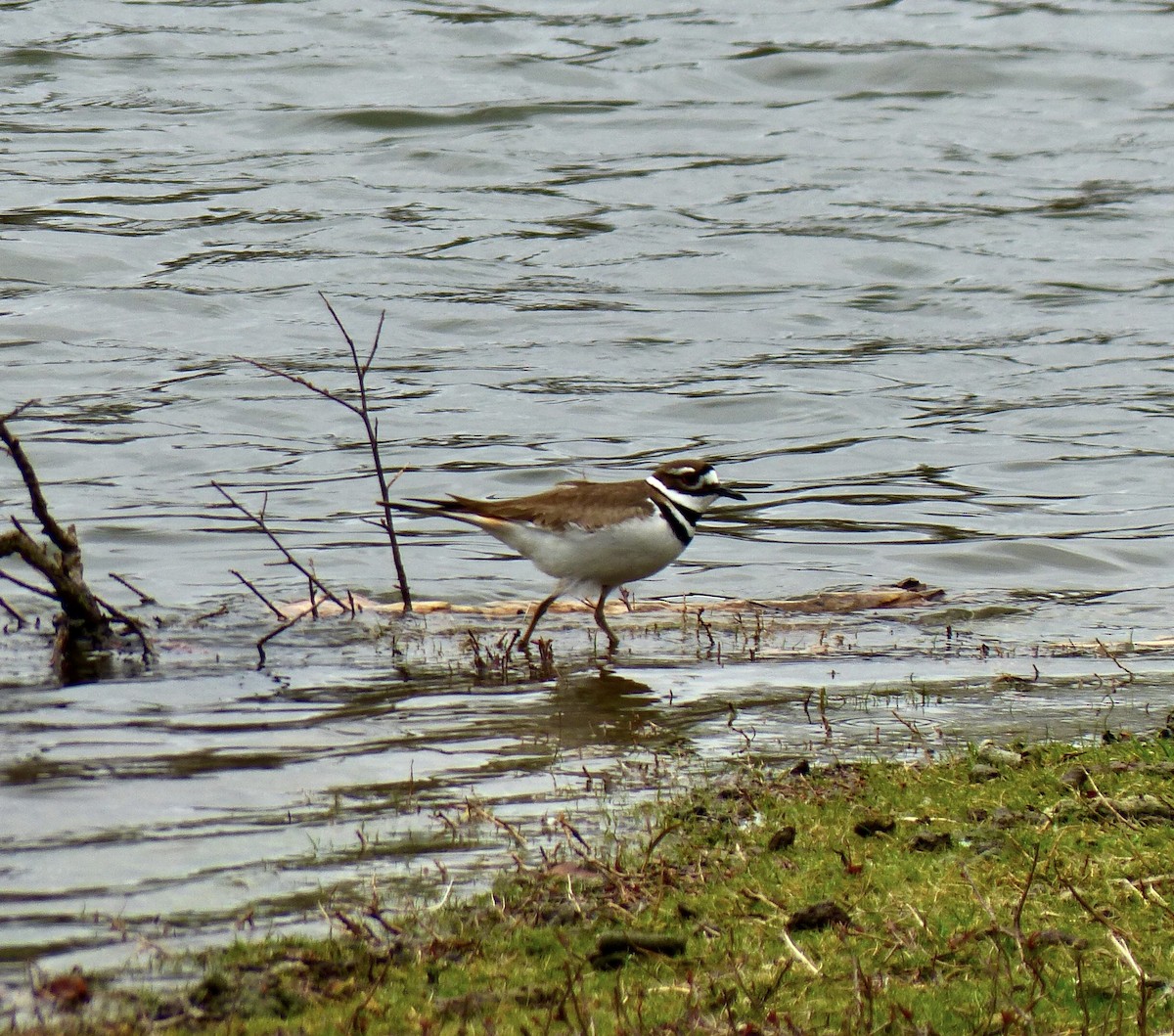 Killdeer - Robert Mayer