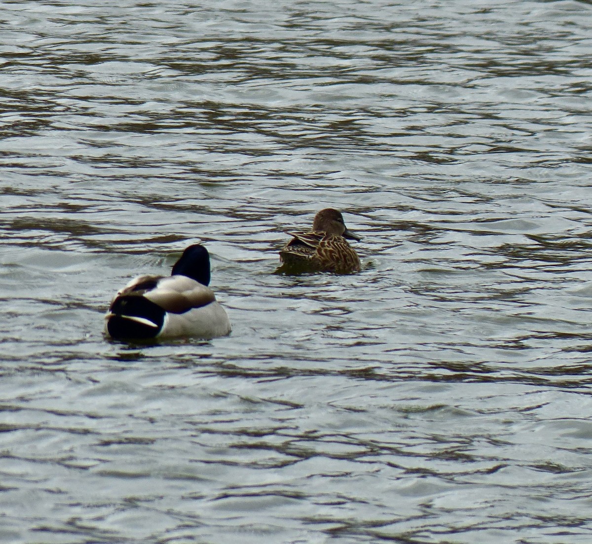 Blue-winged Teal - Robert Mayer