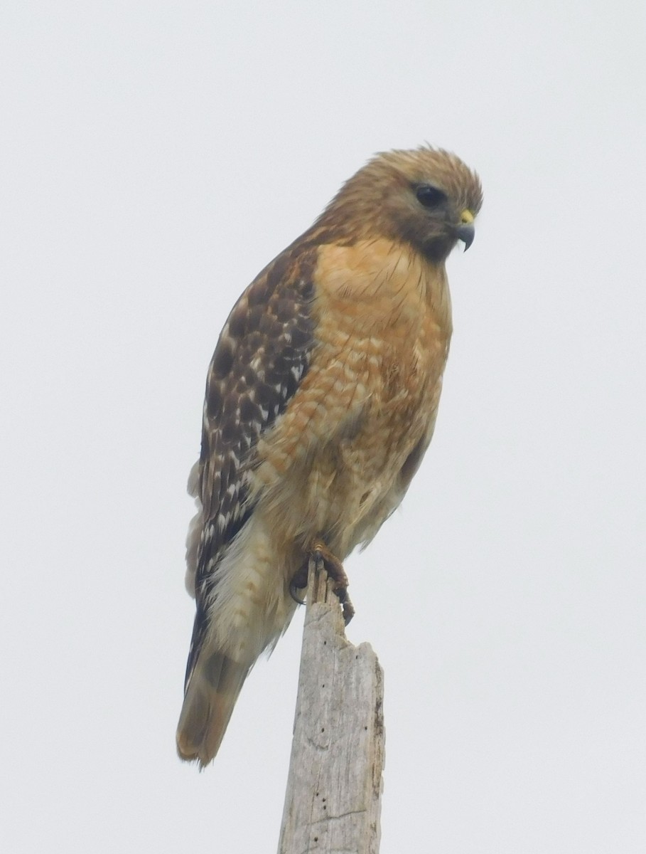 Red-shouldered Hawk - Randy Winstead