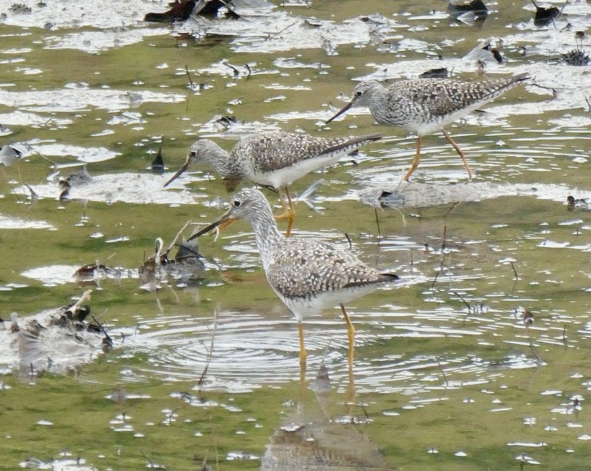 Lesser Yellowlegs - ML617184345