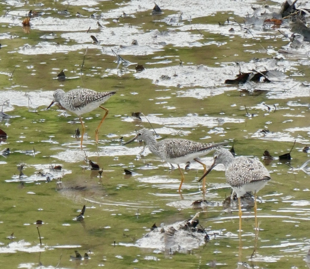 Lesser Yellowlegs - ML617184346