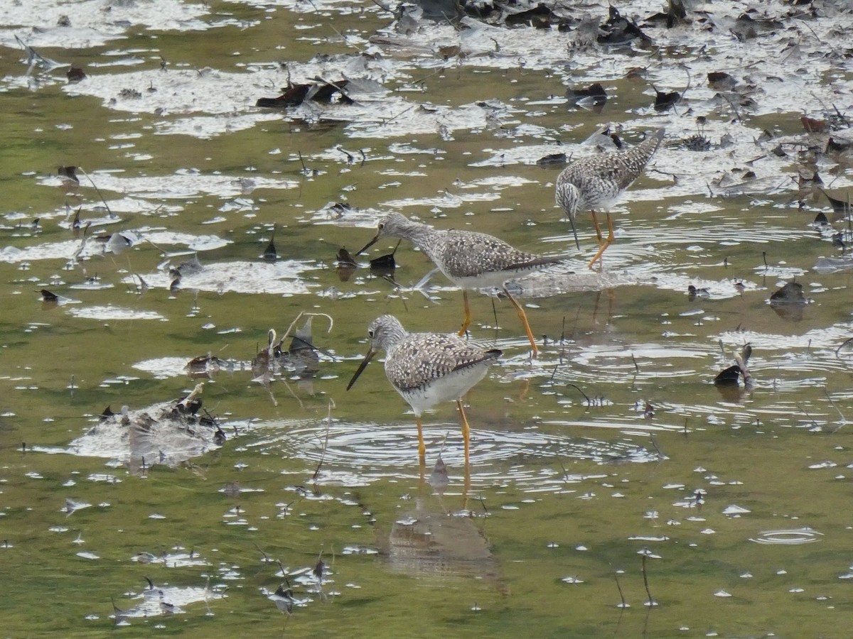 Lesser Yellowlegs - ML617184348