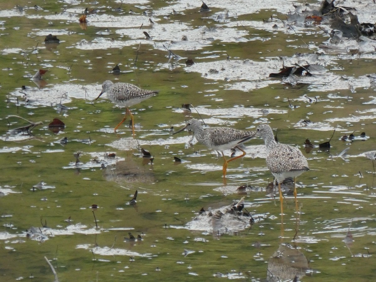 Lesser Yellowlegs - ML617184349