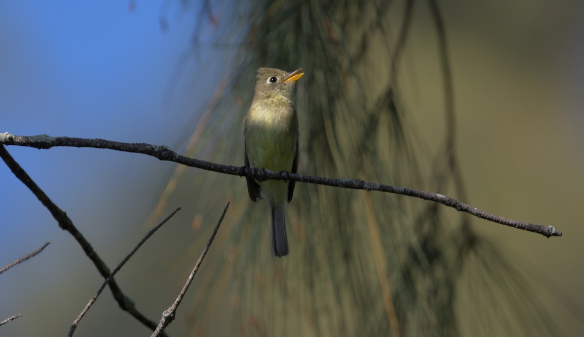 Western Flycatcher - Bruce Cochrane