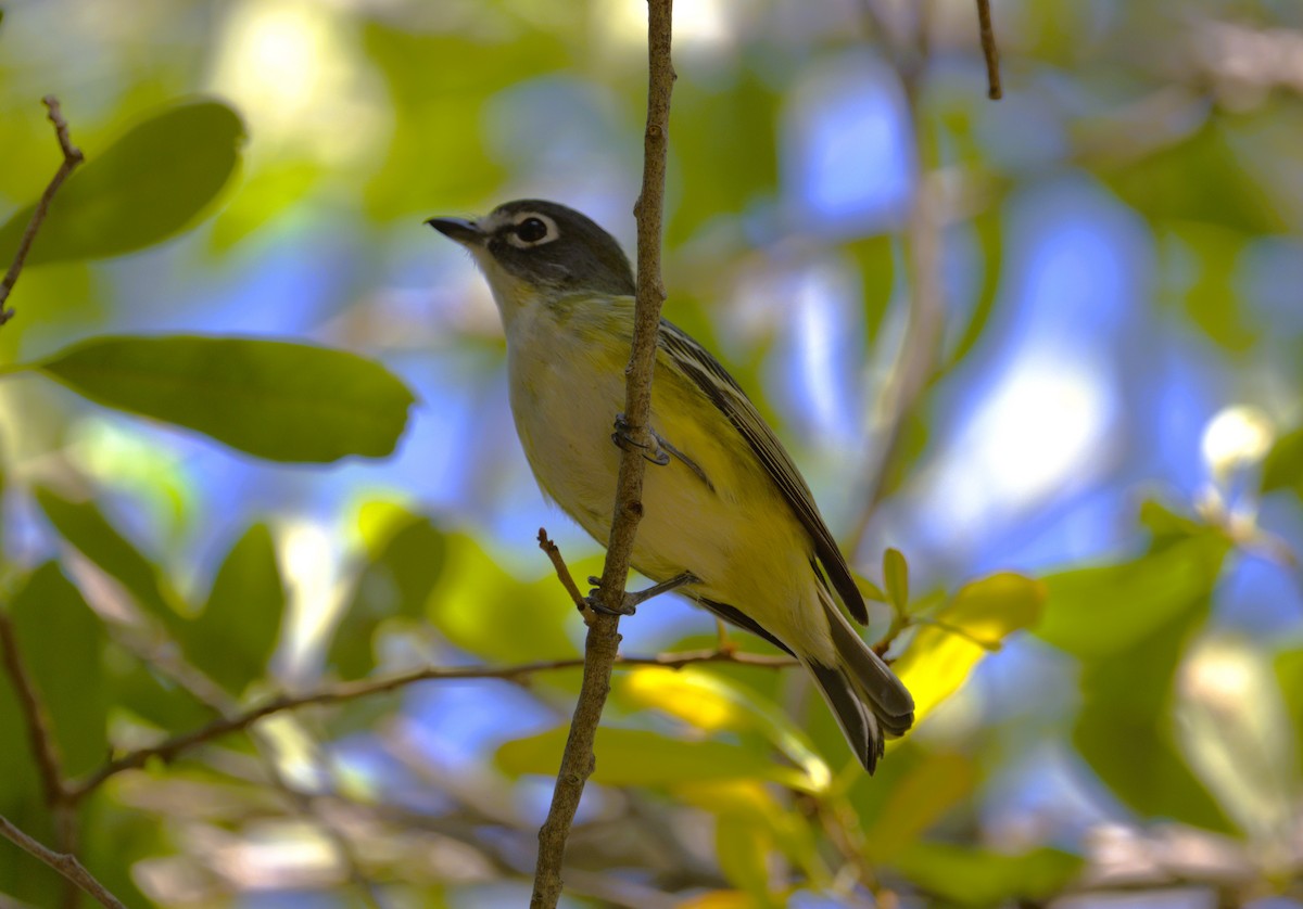 Blue-headed Vireo - ML617184380