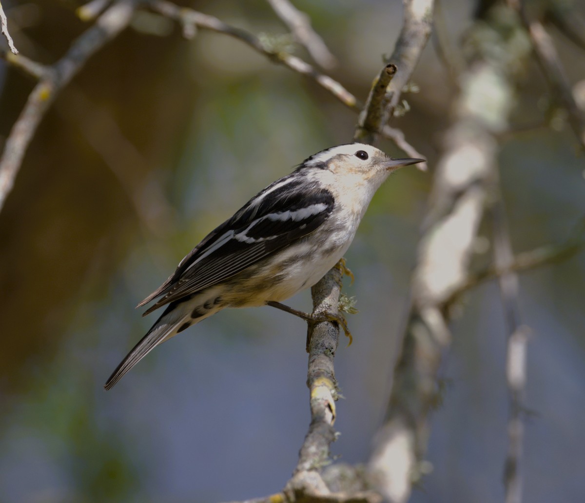 Black-and-white Warbler - ML617184391