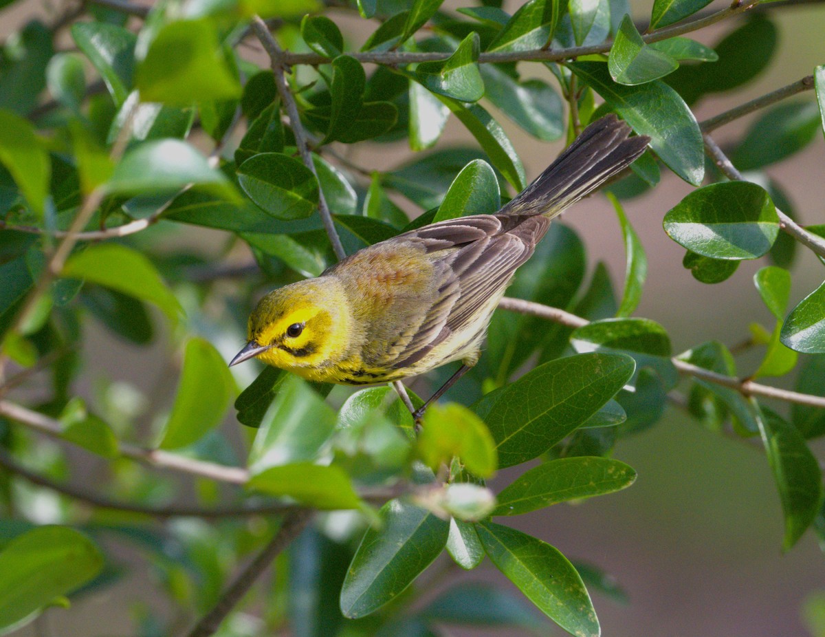 Prairie Warbler - Bruce Cochrane