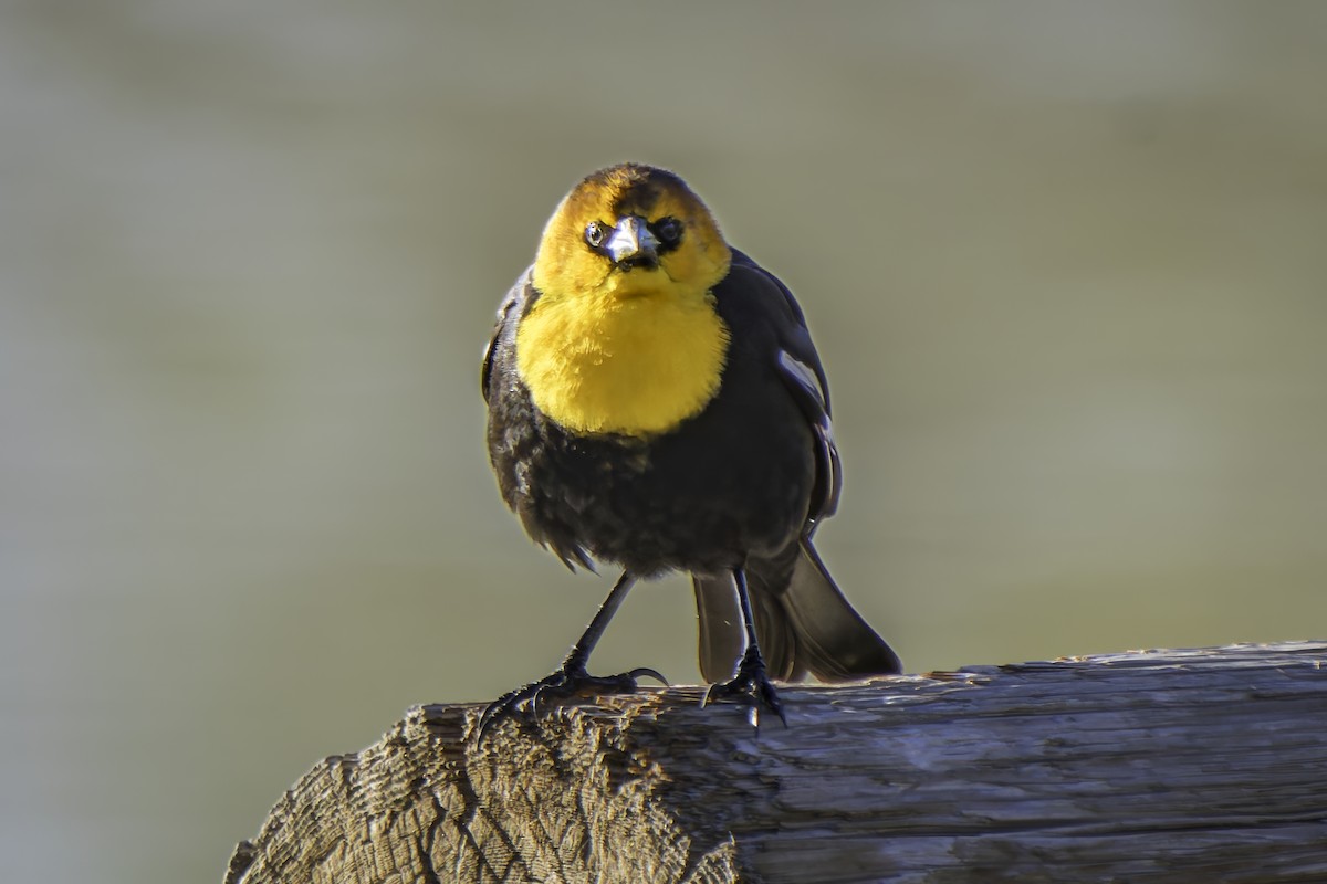 Yellow-headed Blackbird - ML617184416