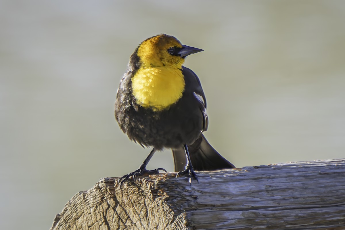 Yellow-headed Blackbird - ML617184417