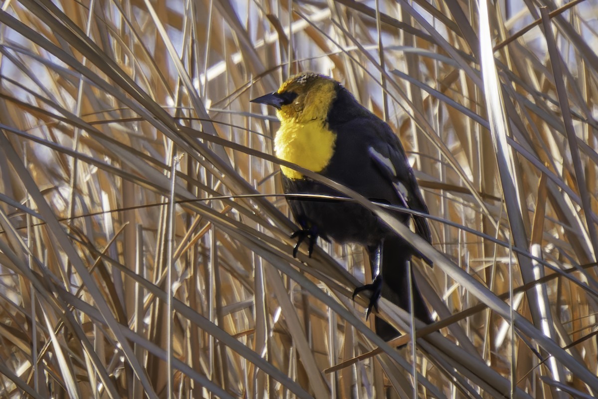 Yellow-headed Blackbird - ML617184418