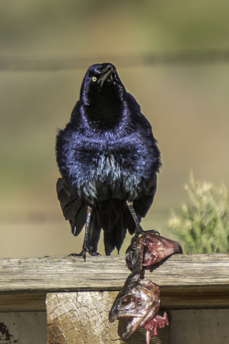 Great-tailed Grackle - ML617184423