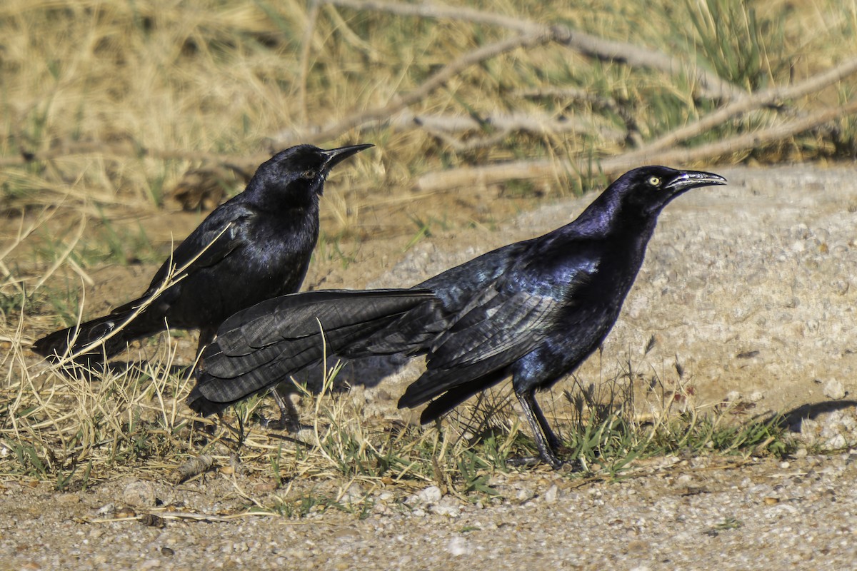 Great-tailed Grackle - ML617184424