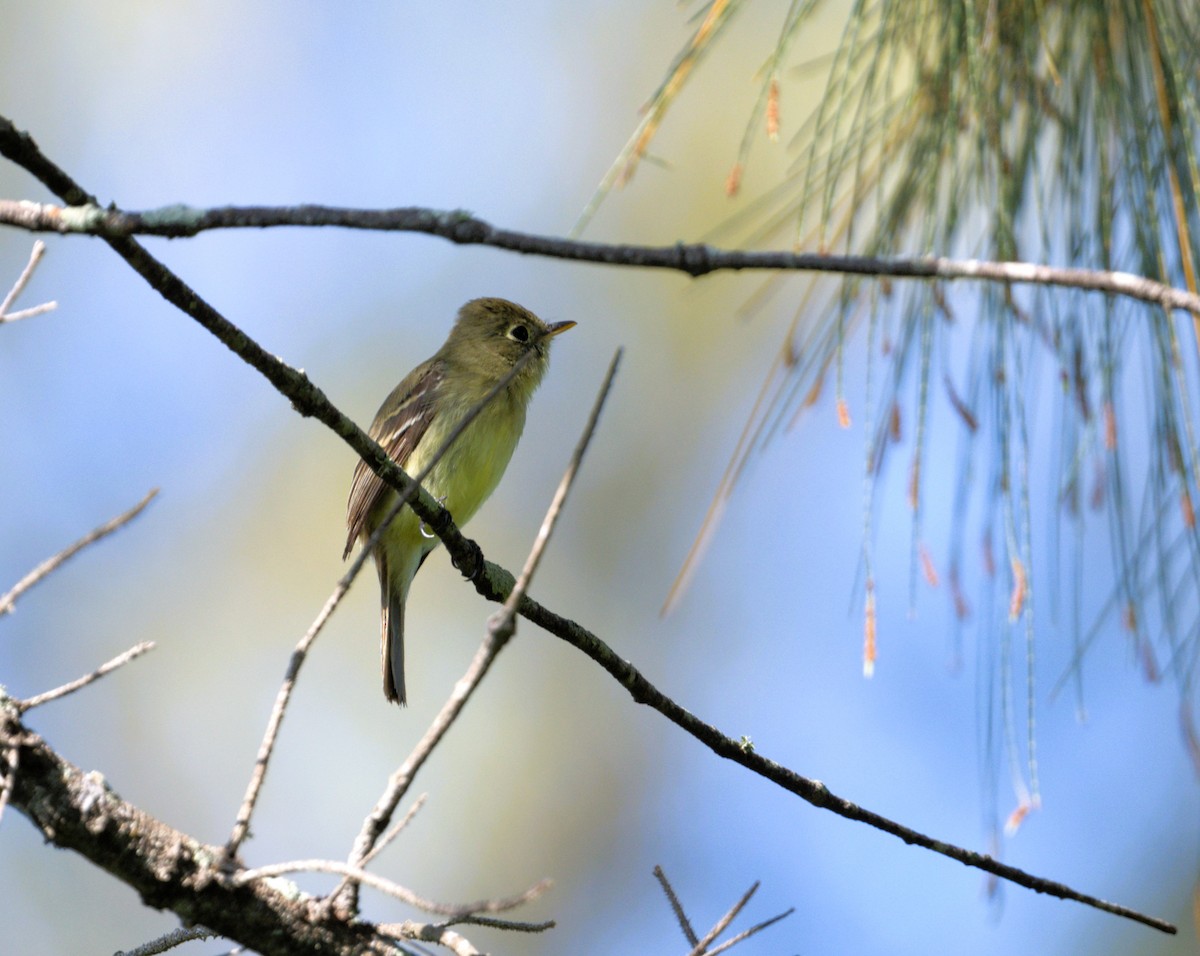 Western Flycatcher - ML617184426