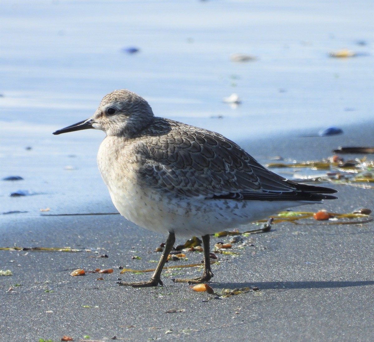 Red Knot - Eulàlia Maspons