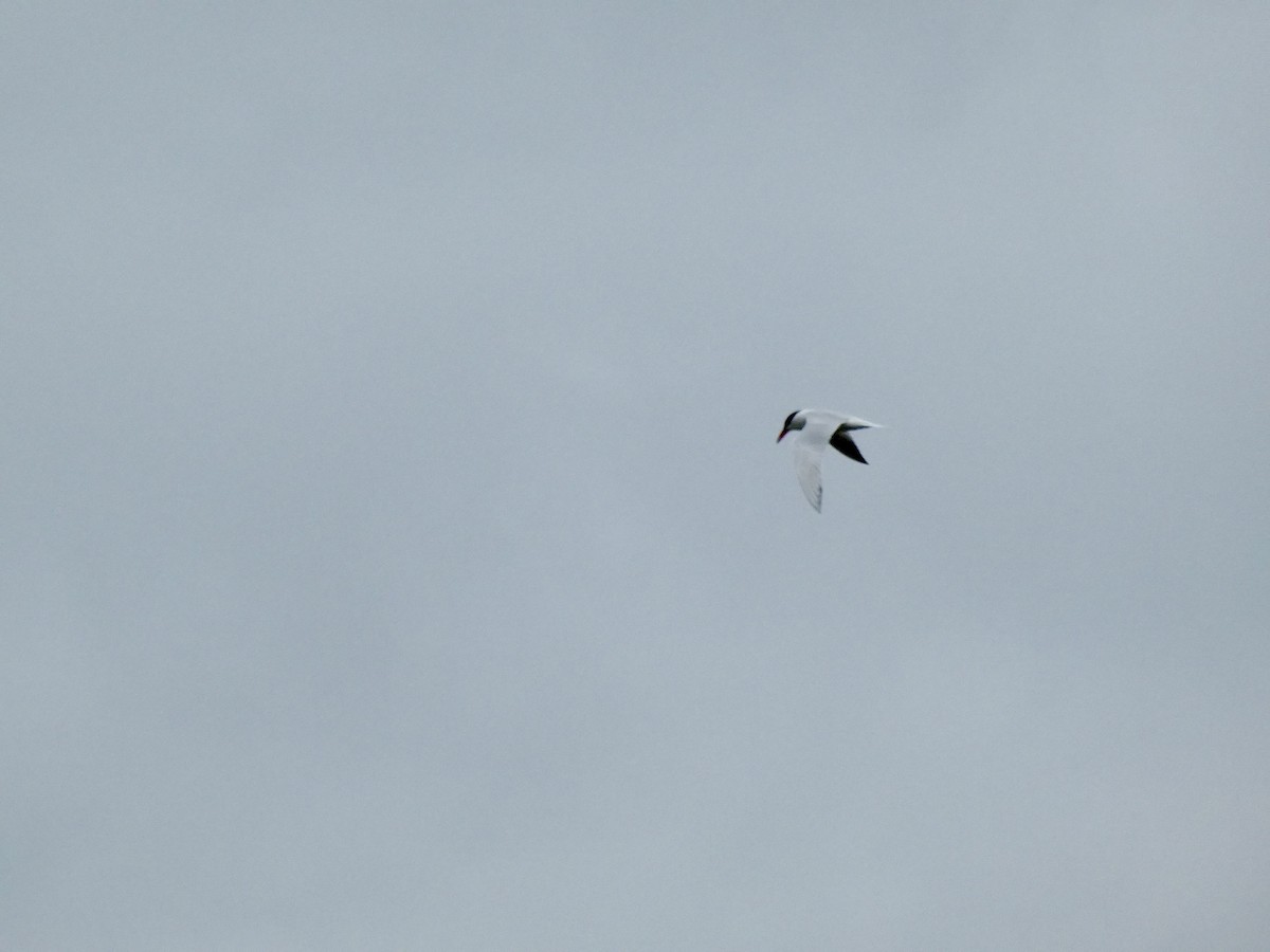 Caspian Tern - ML617184503