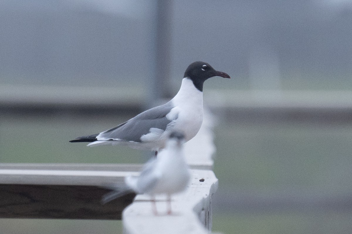 Mouette atricille - ML617184524