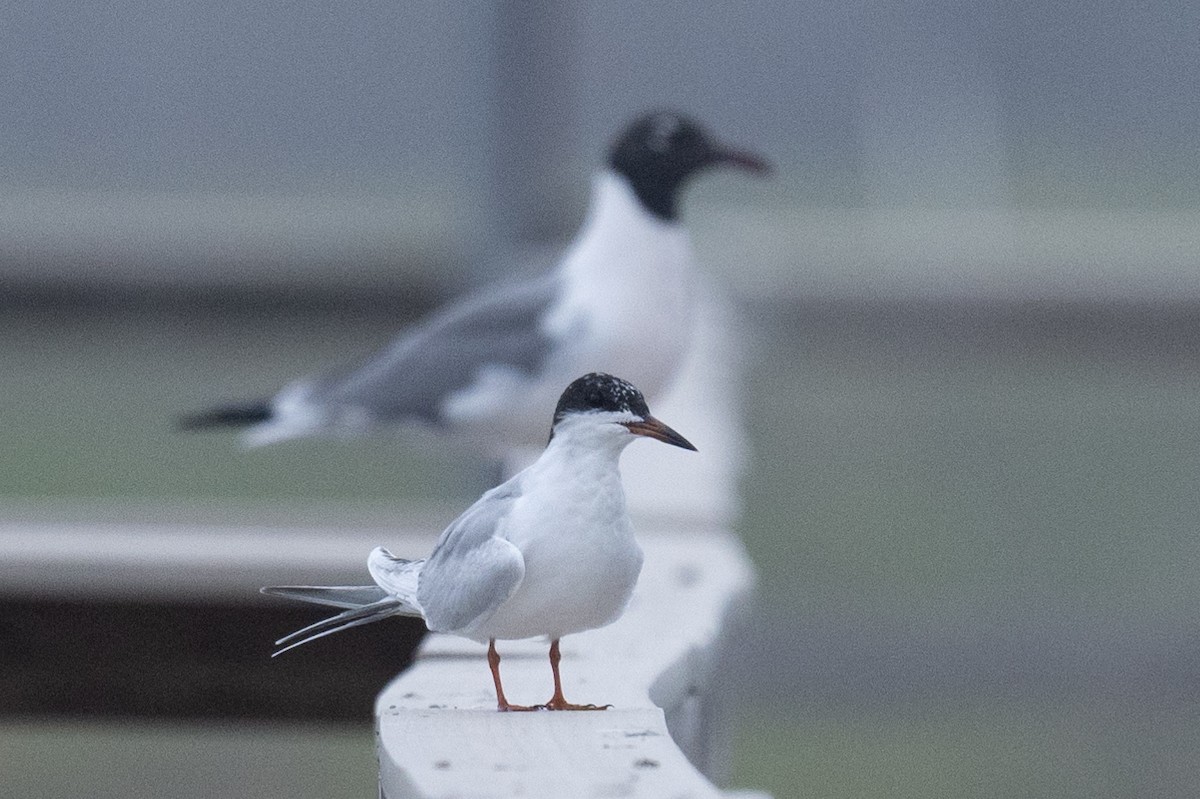 Forster's Tern - ML617184540