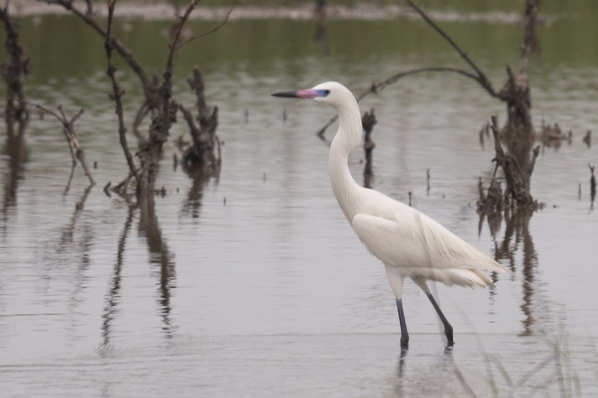 Reddish Egret - ML617184543