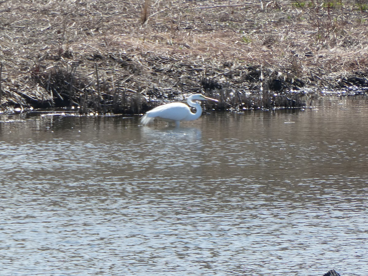 Great Egret - ML617184575