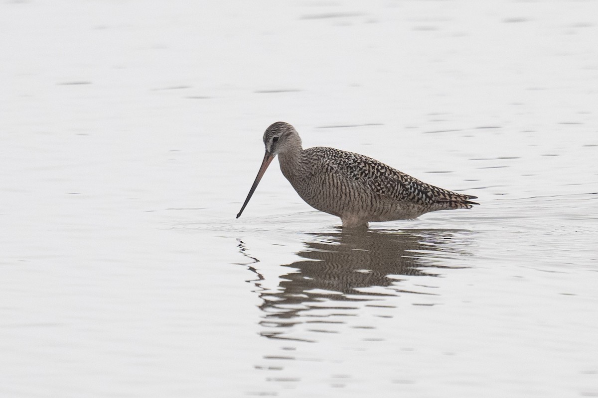 Marbled Godwit - ML617184588