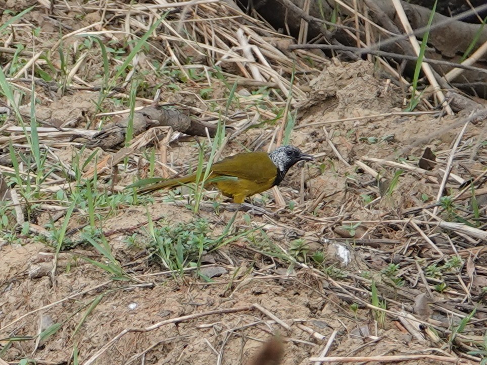 Oriole Warbler - Peter Yendle