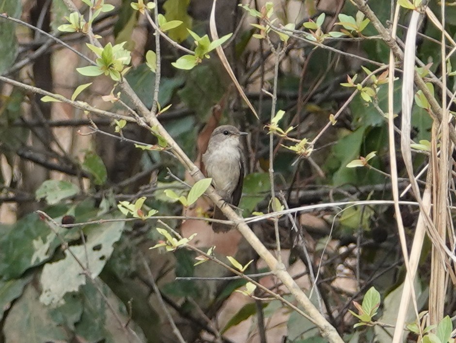 Swamp Flycatcher - Peter Yendle