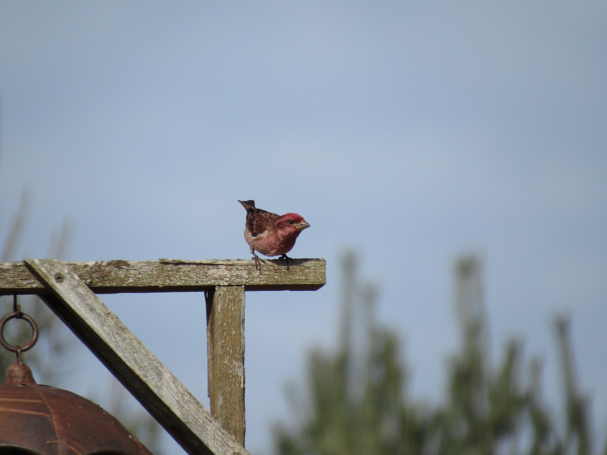 Purple Finch - ML617184703