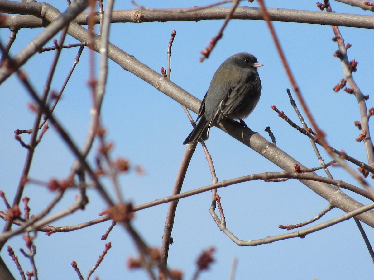 Dark-eyed Junco - Emily Palahnuk